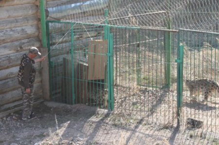 Кыргызстан отдал снежных барсов зоопарку Алматы Кыргызстан отдал снежных барсов зоопарку Алматы